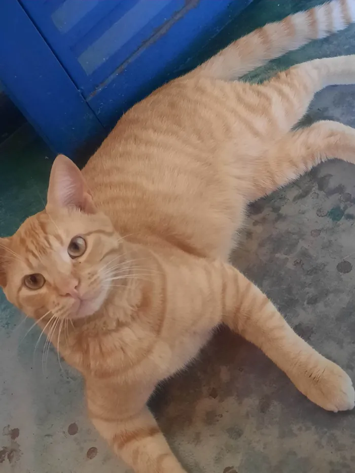 Gato ra a SRD-ViraLata idade 7 a 11 meses nome Periquito 