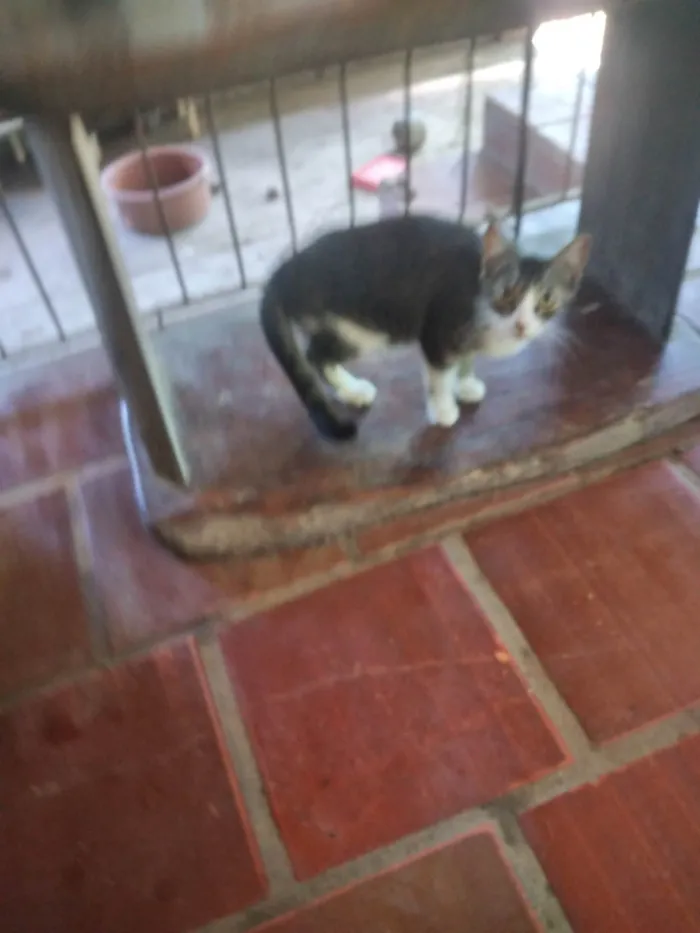 Gato ra a SRD-ViraLata idade 7 a 11 meses nome Fofinha