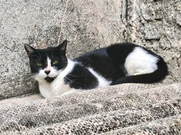 Gato ra a SRD-ViraLata idade 7 a 11 meses nome Nina Linda bb10messs