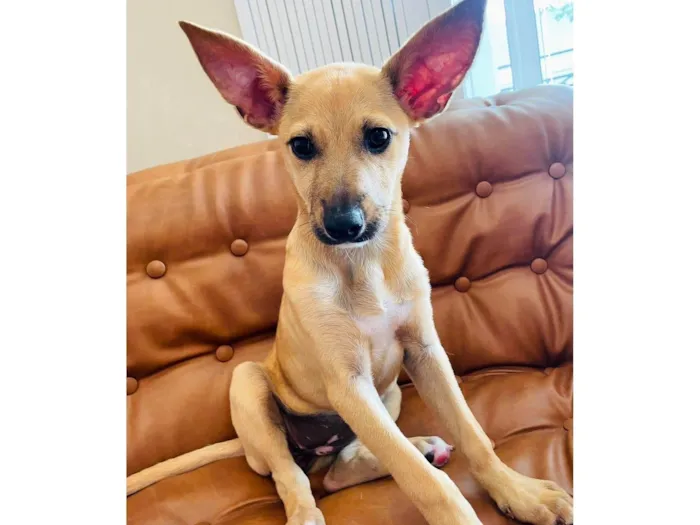 Cachorro ra a SRD-ViraLata idade 2 a 6 meses nome Cristal bb6meses Linda 