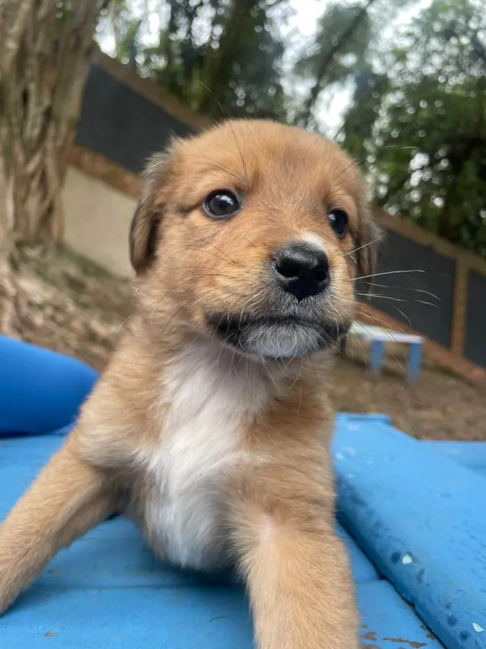Cachorro ra a SRD-ViraLata idade 2 a 6 meses nome Cappuccino bb3mesesporte pequeno 