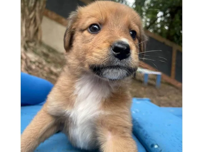 Cachorro ra a SRD-ViraLata idade 2 a 6 meses nome Cappuccino bb3mesesporte pequeno 