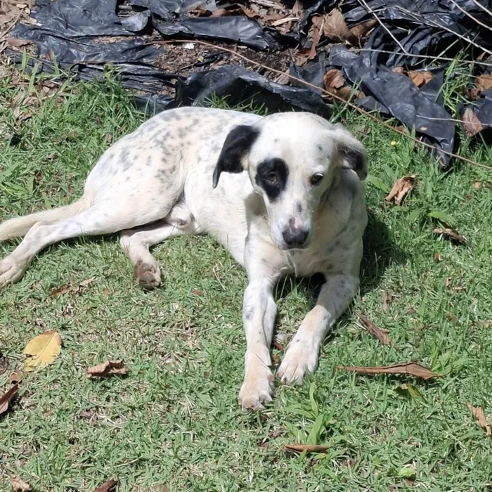 Cachorro ra a SRD-ViraLata idade 2 anos nome Pirata
