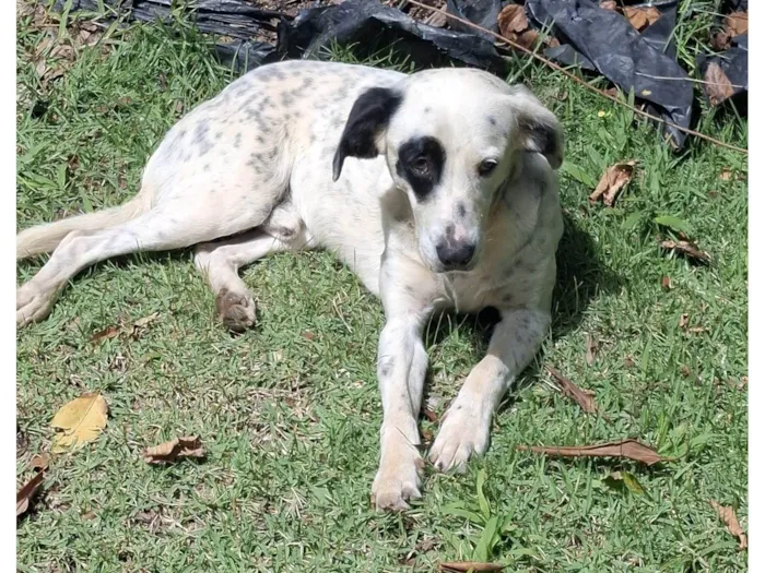 Cachorro ra a SRD-ViraLata idade 2 anos nome Pirata
