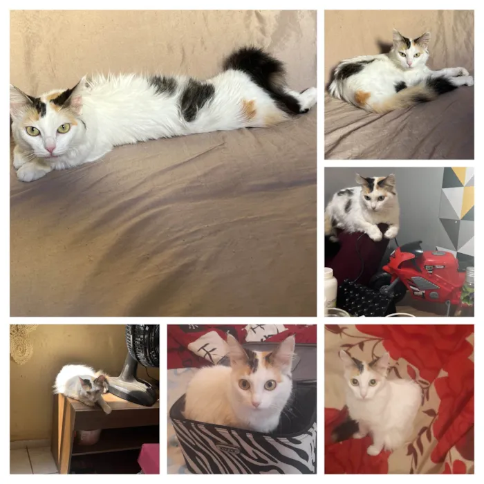 Gato ra a SRD-ViraLata idade 3 anos nome Figueirinha 
