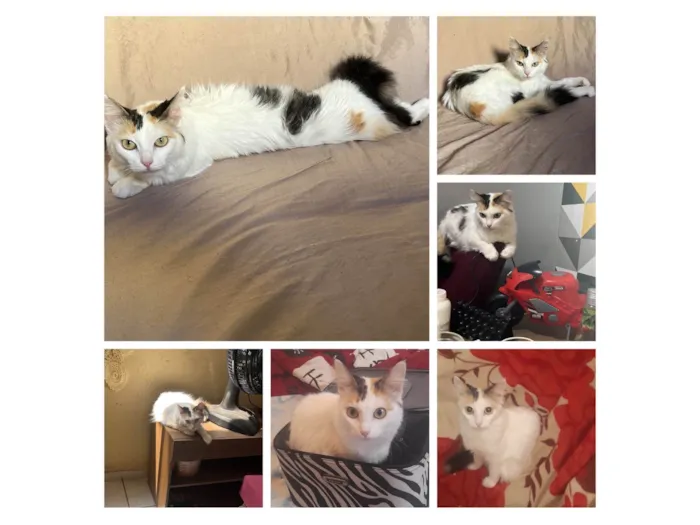 Gato ra a SRD-ViraLata idade 3 anos nome Figueirinha 