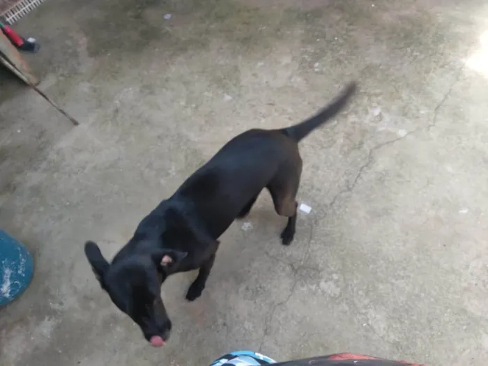 Cachorro ra a SRD-ViraLata idade 7 a 11 meses nome Nina