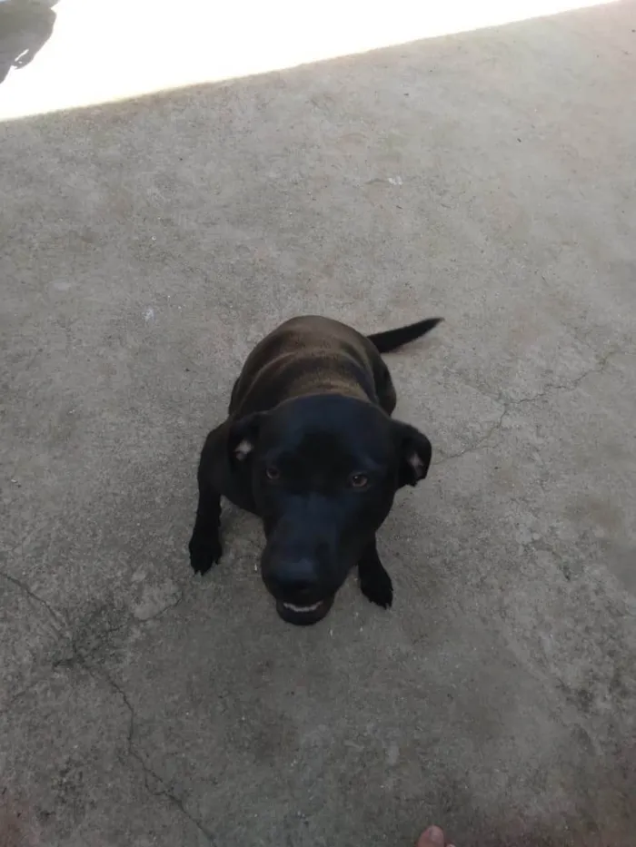 Cachorro ra a SRD-ViraLata idade 7 a 11 meses nome Nina