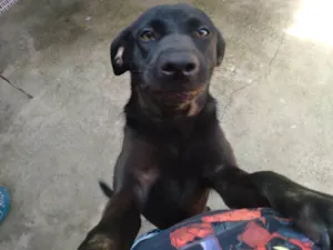 Cachorro raça SRD-ViraLata idade 7 a 11 meses nome Nina