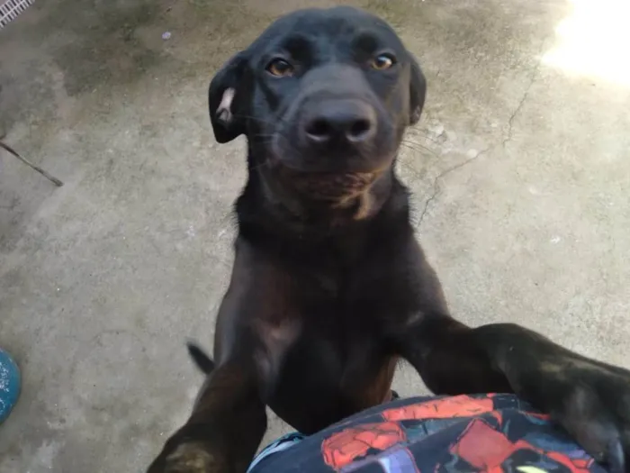 Cachorro ra a SRD-ViraLata idade 7 a 11 meses nome Nina