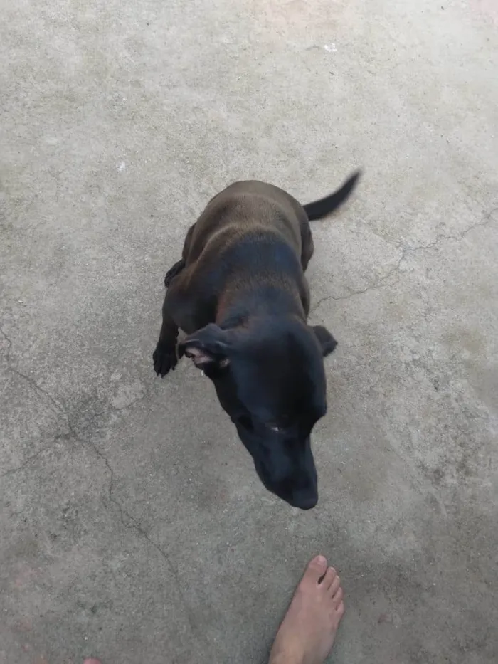 Cachorro ra a SRD-ViraLata idade 7 a 11 meses nome Nina