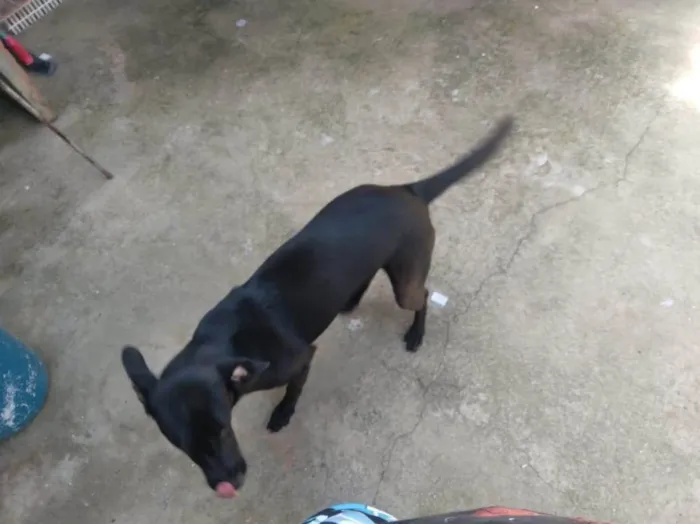 Cachorro ra a SRD-ViraLata idade 7 a 11 meses nome Nina