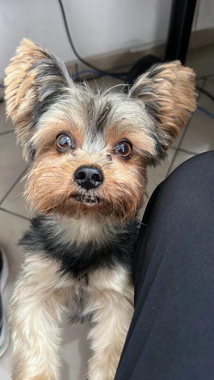 Cachorro ra a Yorkshire idade 4 anos nome Juca