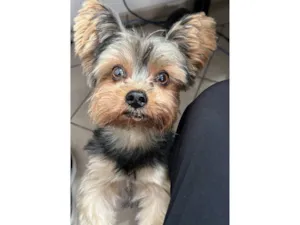 Cachorro raça Yorkshire idade 4 anos nome Juca