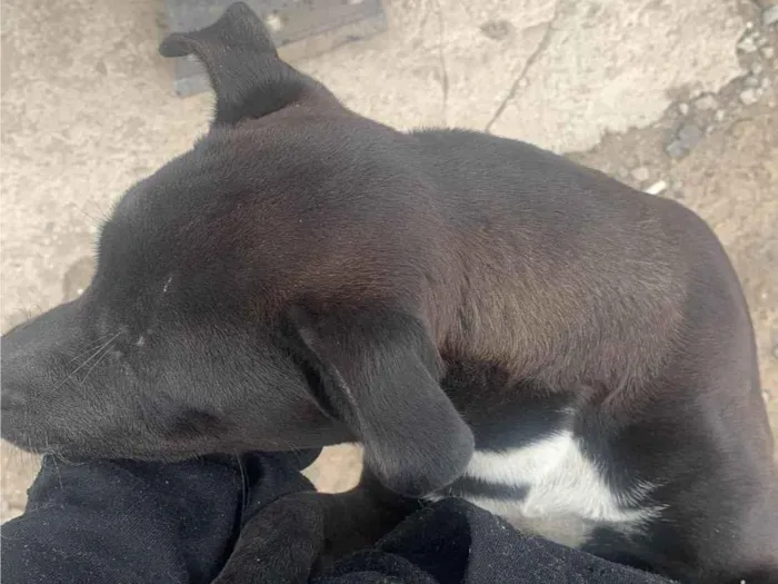 Cachorro ra a SRD-ViraLata idade 2 a 6 meses nome Nina
