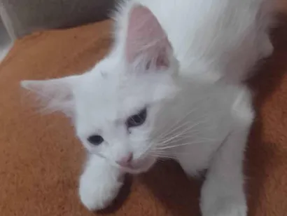 Gato raça SRD-ViraLata idade 2 a 6 meses nome Ainda não tem