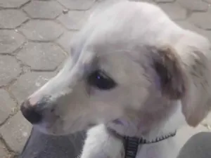 Cachorro raça SRD-ViraLata idade 7 a 11 meses nome Atena 