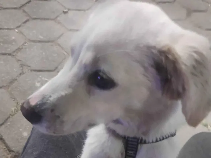 Cachorro ra a SRD-ViraLata idade 7 a 11 meses nome Atena 