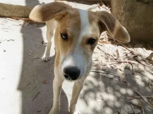 Cachorro raça SRD-ViraLata idade 7 a 11 meses nome Lorenzzo e Lolitta