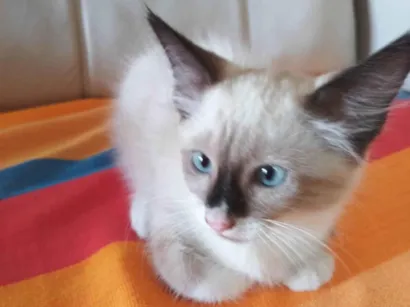 Gato raça Siamês idade 2 a 6 meses nome Nina