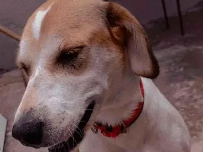 Cachorro raça SRD-ViraLata idade 5 anos nome belinha e Bob ou pretinho 