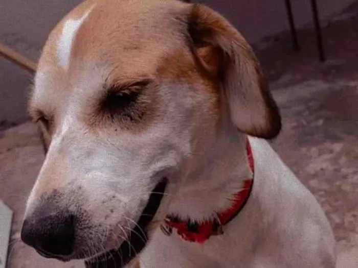 Cachorro ra a SRD-ViraLata idade 5 anos nome belinha e Bob ou pretinho 