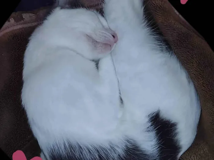 Gato ra a SRD-ViraLata idade 1 ano nome Pea (Pí)