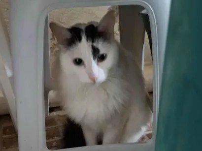 Gato raça Angorá idade 3 anos nome Mario