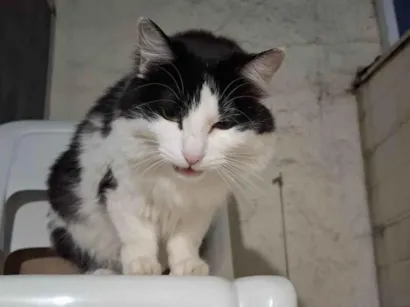 Gato raça Angorá idade 3 anos nome Marie