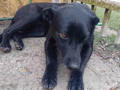 Cachorro raça SRD-ViraLata idade 5 anos nome Brenda