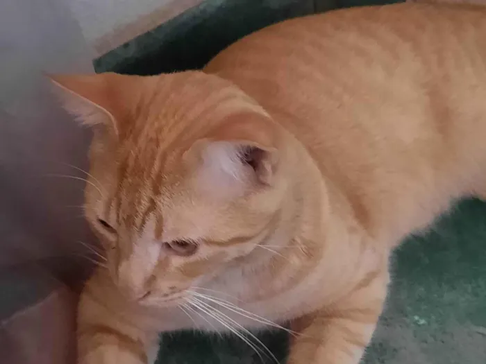Gato ra a SRD-ViraLata idade 7 a 11 meses nome Periquito 