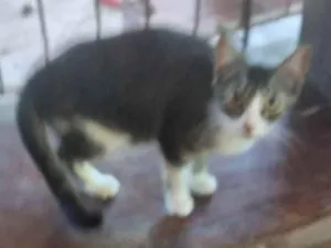 Gato raça SRD-ViraLata idade 7 a 11 meses nome Fofinha
