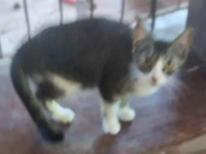 Gato ra a SRD-ViraLata idade 7 a 11 meses nome Fofinha