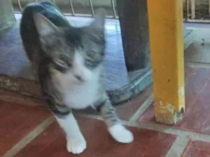 Cachorro raça SRD-ViraLata idade 7 a 11 meses nome Fofa