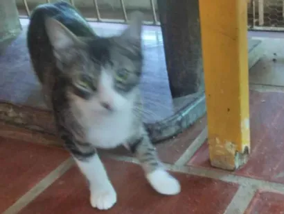 Cachorro raça SRD-ViraLata idade 7 a 11 meses nome Fofa