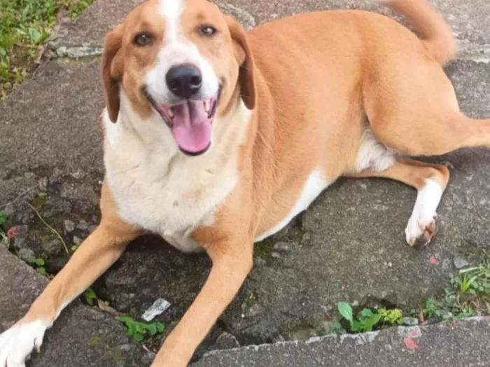 Cachorro ra a SRD-ViraLata idade 3 anos nome Boby