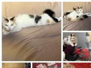 Gato raça SRD-ViraLata idade 3 anos nome Figueirinha 