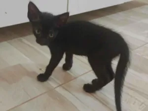 Gato raça SRD-ViraLata idade 2 a 6 meses nome Sem nome