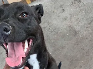 Cachorro raça SRD-ViraLata idade 2 a 6 meses nome Nina