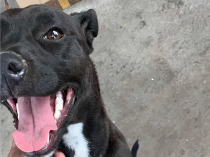 Cachorro raça SRD-ViraLata idade 2 a 6 meses nome Nina