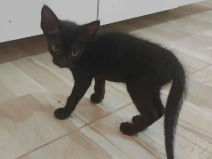 Gato ra a SRD-ViraLata idade 2 a 6 meses nome Sem nome