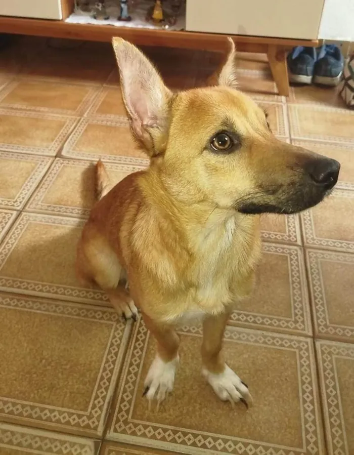 Cachorro ra a SRD-ViraLata idade 7 a 11 meses nome Théo 