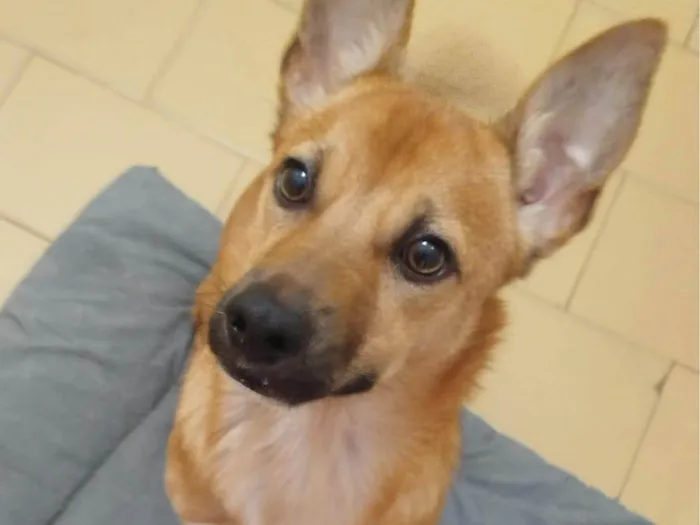 Cachorro ra a SRD-ViraLata idade 7 a 11 meses nome Théo 