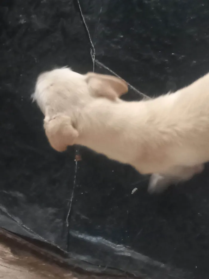 Cachorro ra a SRD-ViraLata idade 2 anos nome branquinho 