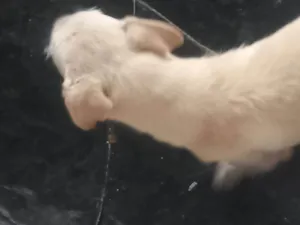 Cachorro raça SRD-ViraLata idade 2 anos nome branquinho 