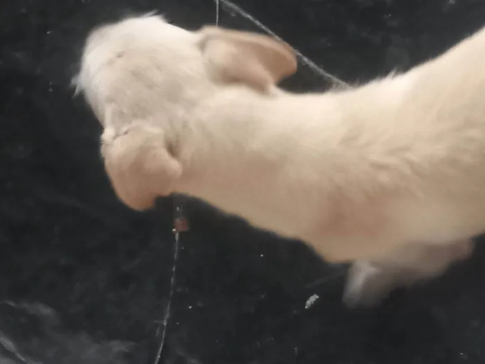 Cachorro ra a SRD-ViraLata idade 2 anos nome branquinho 