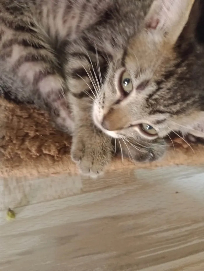 Gato ra a SRD-ViraLata idade 2 a 6 meses nome Sem nome 2