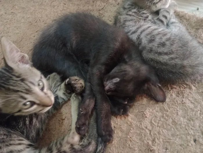 Gato ra a SRD-ViraLata idade 2 a 6 meses nome Sem nome 2