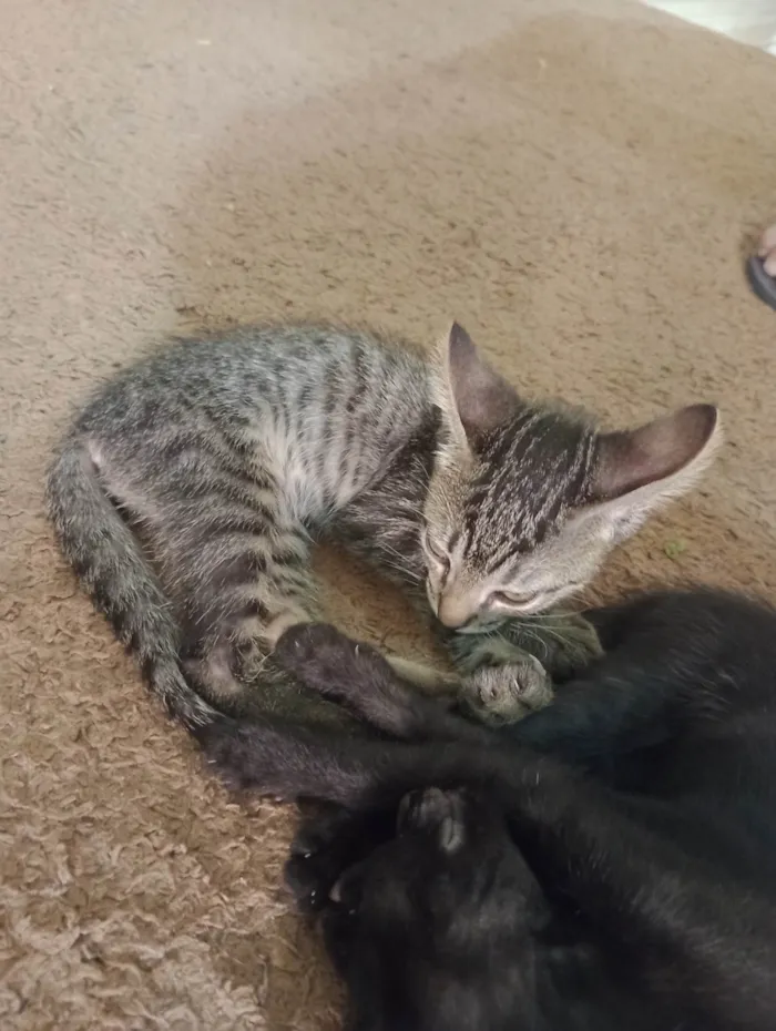 Gato ra a SRD-ViraLata idade 2 a 6 meses nome Sem nome 2