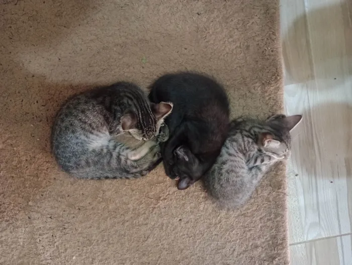 Gato ra a SRD-ViraLata idade 2 a 6 meses nome Sem nome 2